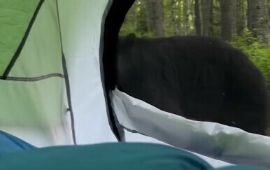 Medvjed ispred šatora