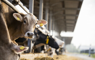 Farmer na Novom Zelandu godinama silovao pokćerku, suprugu i krave