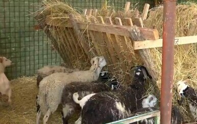 Širi se bolest plavog jezika - 5