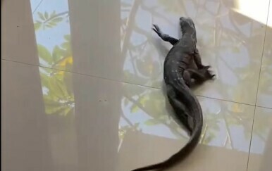 Kakva panika! Gušter zalutao u kuću, ali ovakvu zamku nije očekivao