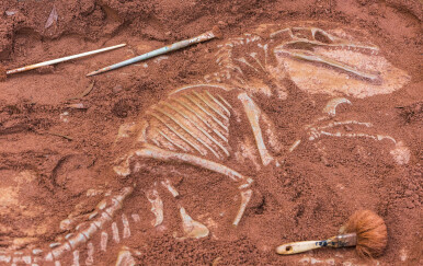 Otkrivena nova vrsta dinosaura koja ima jednu specifičnost: Vjerojatni razlog je - seksualno predstavljanje