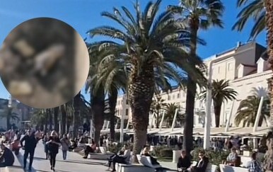 Neobičan prizor na splitskoj rivi: U moru zatečen neočekivani plivač