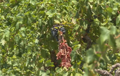 Dobra godina za Dingač