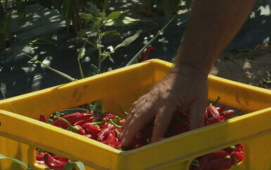 Začinska paprika