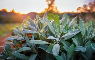 Više od začina: Čudesna mediteranska "biljka koja liječi sve"