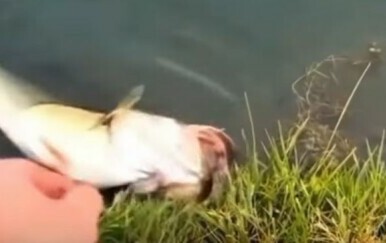 Htio pomoći životinji pa slučajno napravio kobnu grešku, rezultati su zastrašujući
