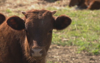 Jednostavan uzgoj goveda