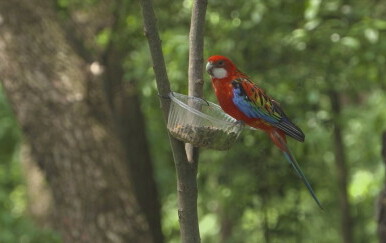 Egzotična papiga u Puli