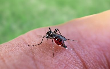 Virus zapadnog Nila: Potvrđeni slučajevi u Hrvatskoj! Evo koji simptomi mogu upućivati na zarazu