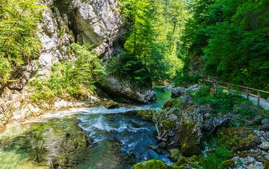 Zmija ugrizla dvojicu planinara kod Bleda