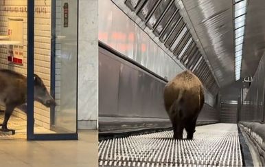 Divlja svinja upala u metro pa završila pod vlakom, intervenirali i lovci