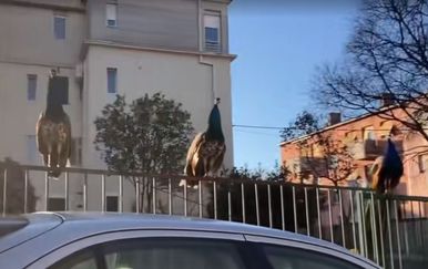 "Nemoj se čuditi, to je normalno u Splitu": Prizor ga potpuno zbunio, kako su se postrojili...
