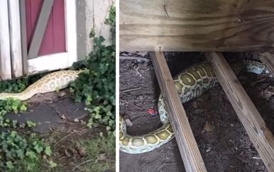 U domu otkrili pitona od dva metra s nabreklim trbuhom, a rendgenska snimka otkrila posljednji obrok