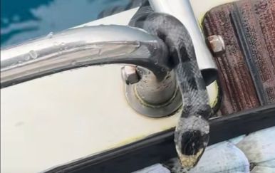 Ni na brodu niste sigurni od zmija, pogledajte kako im se prišuljala otrovnica