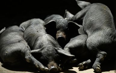 Afrička svinjska kuga izbila u Mađarskoj: Ministarstvo odredilo zone nadziranja u Slavoniji