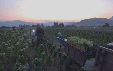Sjeverna Makedonija: Zbog velikih vrućina duhan se bere noću