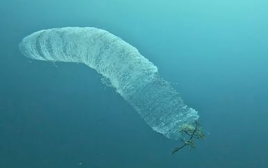 Jeste li vidjeli ovo čudo u Jadranu? Može narasti do 18 metara i stvarno je neobično