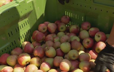 Počela berba jabuka u Velikoj Ludini: Unatoč suši očekuje se rast hrvatske proizvodnje na 64 tisuće tona