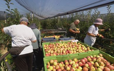 Počela berba jabuka u Velikoj Ludini: Unatoč suši očekuje se rast hrvatske proizvodnje na 64 tisuće tona