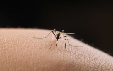 U Srbiji je potvrđeno šest slučajeva groznice Zapadnog Nila
