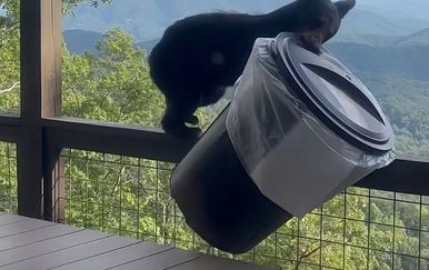 Ovako snalažljivog medvjeda još nismo vidjeli, pogledajte krađu stoljeća
