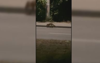 Čopor lisica snimljen na Savici: Stručnjaci poručuju da nema razloga za paniku
