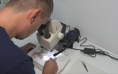 Virus Zapadnog Nila: Stručnjaci upozoravaju na važnost uklanjanja vode iz dvorišta