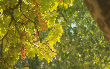 Visoke temperature i suša sve više uzimaju danak i na gradskom zelenilu