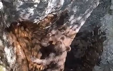 Lovci izvukli mladog medvjeda iz jame kod Mostara