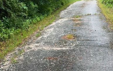 "Mislio sam da hodam po borovim iglicama": Uživao u zvuku pucketanja dok nije vidio po čemu zapravo gazi