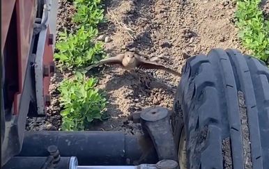 Ptica zaustavila traktor kako bi spasila mlade, pogledajte snimku koja je očarala svijet