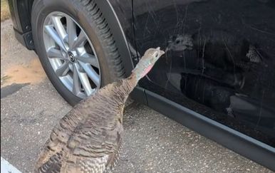 Purica mu uništila auto, pogledajte koliku je štetu napravila