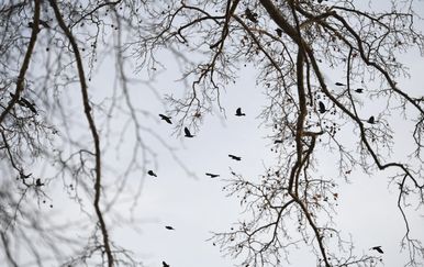 U Hrvatskoj potvrđeni novi slučajevi virusa Zapadnog Nila