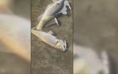 Pomor ribe u Savi: Značajn utjecaj pročistača