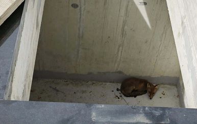 Lisica upala u otvorenu grobnicu u Vrapču