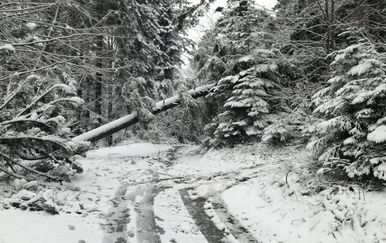 Zbog srušenih stabala neprohodne lokalne ceste (Foto: dnevnik.hr)