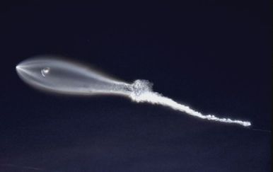 Lansiranje rakete Falcon 9 (Foto: Reuters)