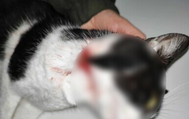 Mačka pogođena samostrelom