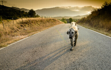 Usamljeni pas na cesti