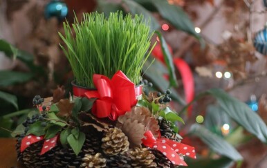 Sadnja božićne pšenice: Kako da izgleda savršeno za Božić?