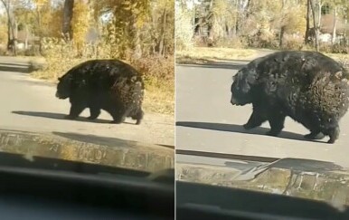 Punašni medvjed kako prelazi cestu