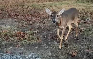 Djevojke mislile da su naišle na Bambija, a onda je uslijedilo neugodno iznenađenje