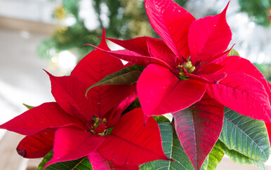 Kako se piše: Božićna zvijezda ili božićna zvijezda