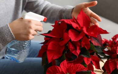 Koliko zalijevati božićnu zvijezdu? Evo zašto vam vene i prije Božića