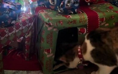 Pametnim rješenjem uspjeli obraniti jelku od mačke, pogledajte genijalnu ideju!