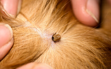 Nova smrtonosna bakterija koju prenose krpelji širi se među psima i zabrinjava znanstvenike