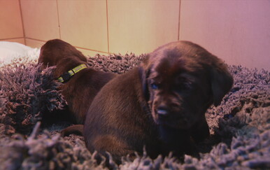 Centar za školovanje pasa vodiča izabrao najvolontera