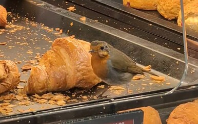 Kako biste reagirali na ovakvog gosta u pekarnici? Neke kupce prizor je oraspoložio, druge zabrinuo