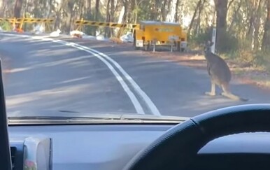 Neke životinje poznaju prometna pravila bolje od vozača, prizor oduševio gledatelje