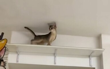 Njihov stan je raj za mačke, pogledajte kako se zabavljaju